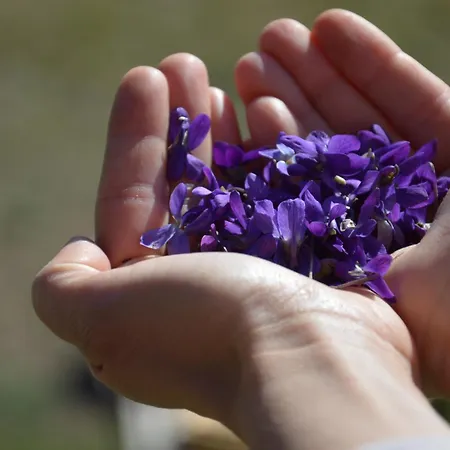 Place Of Peace And Reflection Valchiusella 아파트