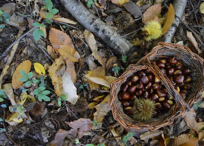 Place Of Peace And Reflection Valchiusella Brosso